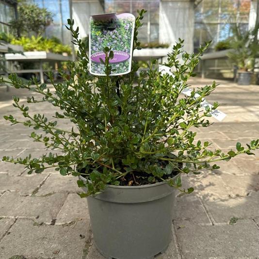 Ceanothus impressus 'Victoria' Container 2lt. 25/30cm.