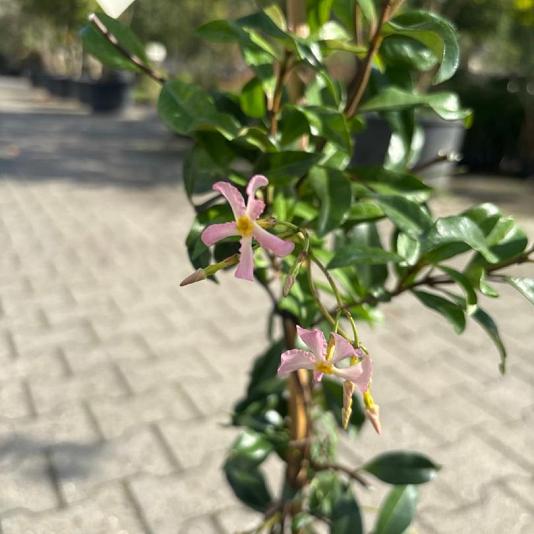 Trachelospermum jas. 'Pink Showers' 