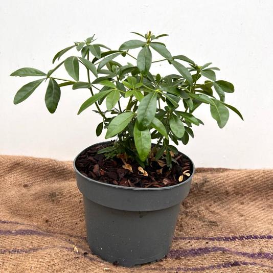 Choisya ternata Container 5lt. 20/25cm.
