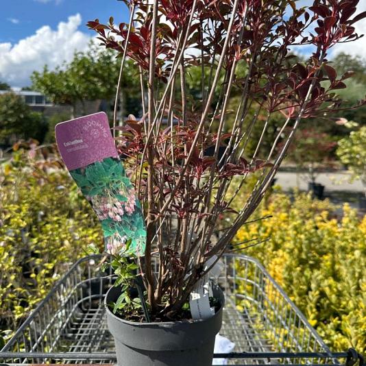 Enkianthus campanulatus Container 5lt. 40/60cm.