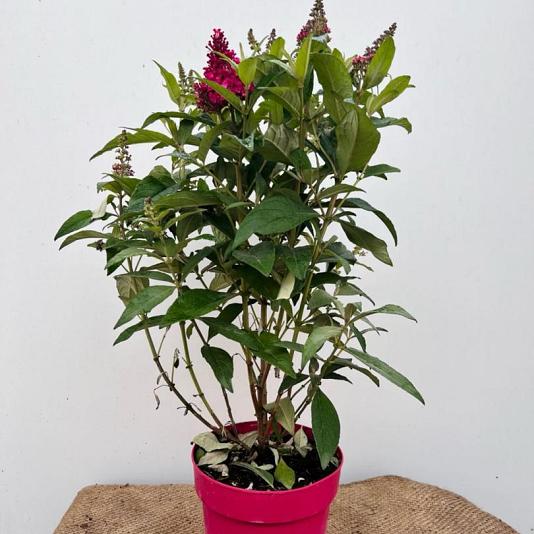 Buddleja dav. 'Little Rockstars Ruby' 