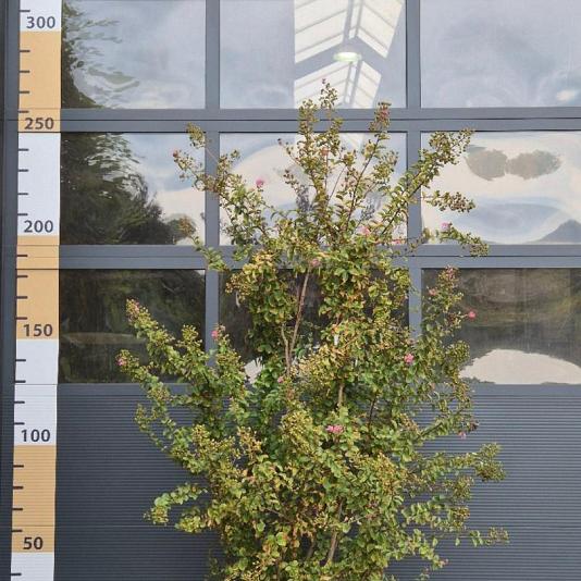 Lagerstoemia i. 'Rosea' 