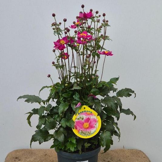 Anemone fantasy 'Jasmine' 