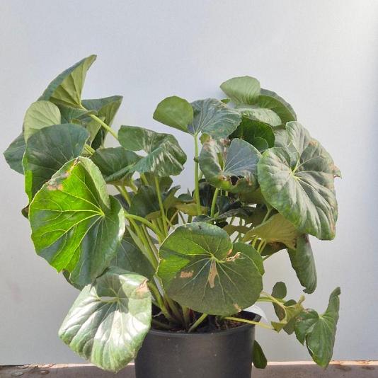 Farfugium japonicum giganteum 
