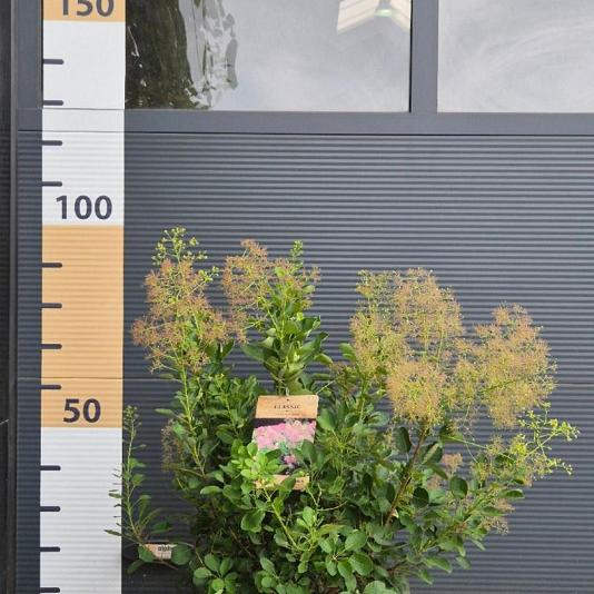 Cotinus cog. 'Young Lady' 
