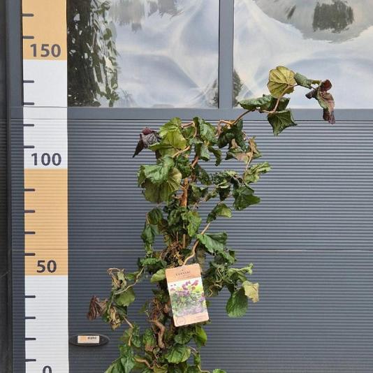 Corylus a. 'Red Majestic' 