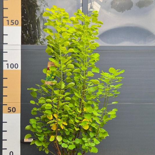 Cotinus cog. Golden Spirit 