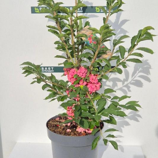 Euonymus phellomanus 