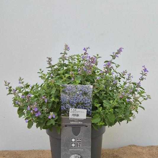 Nepeta 'Sylvester Blue' 