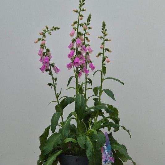 Digitalis grandiflora 