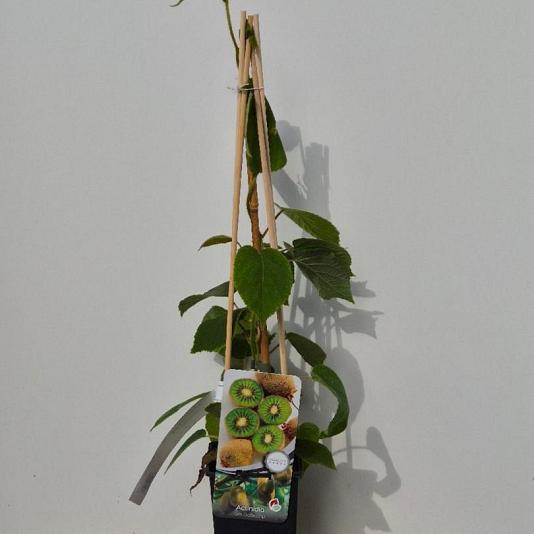 Actinidia deliciosa 'Boskoop' 