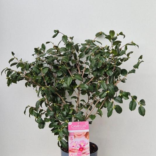 Camellia jap. 'Winter Perfume Pink' 
