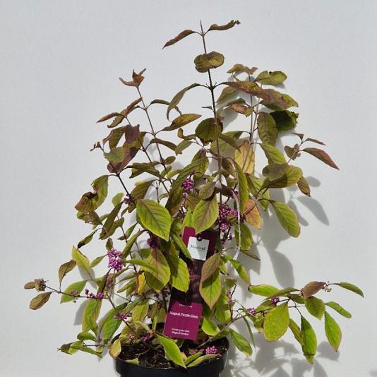 Callicarpa bod. 'Magical Deep Purple 
