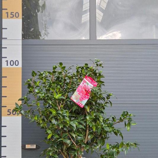 Camellia wil. 'Volunteer' 