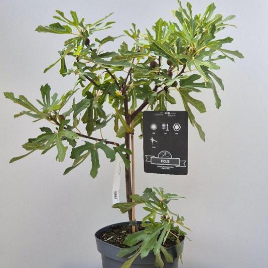 Ficus car. 'Little Miss Figgy' 