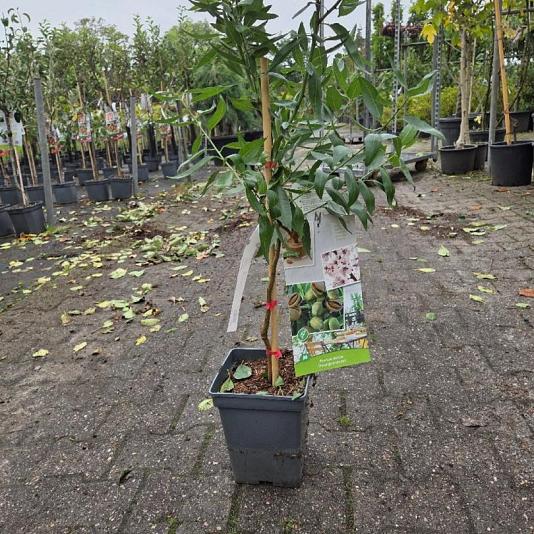 Prunus dulcis 