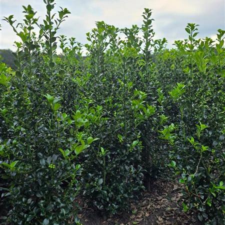 Ilex meserveae 'Heckenstar' 