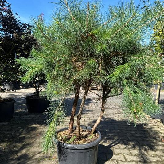 Pinus sylvestris Meerstammig Container 35lt. 100/120cm.
