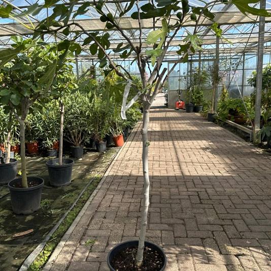 Ficus carica 'Brown Turkey' Container 30lt Stam 80cm.