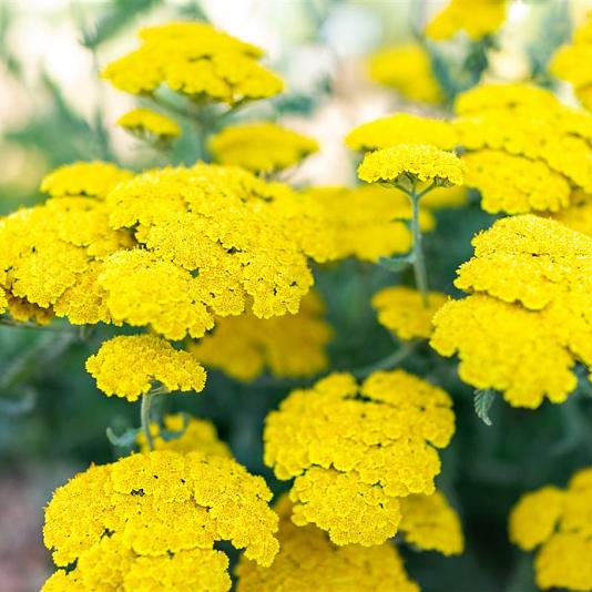 Achillea 'Moonshine' Pot 9cm.