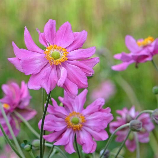 Anemone hup. 'Prinz Heinrich' Pot 9cm.