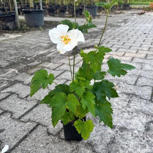 Anemone hyb. 'Honorine Jobert' Pot 9cm.