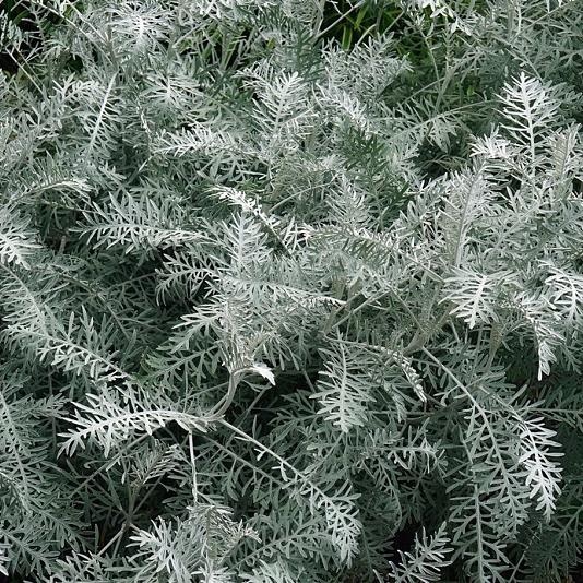 Artemisia 'Powis Castle' Pot 9cm.