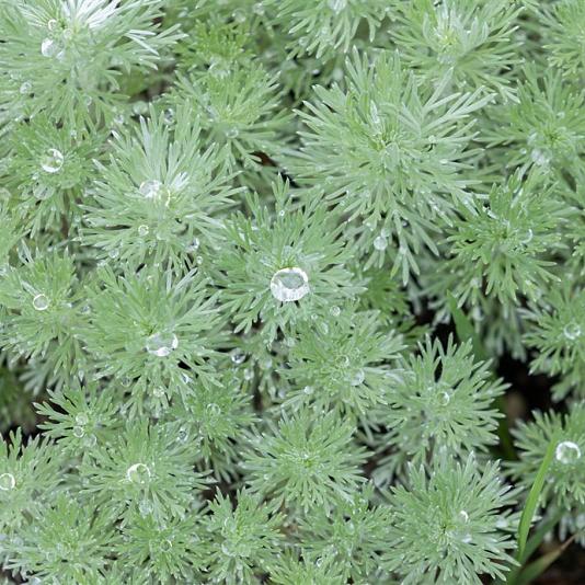 Artemisia schmidtiana 'Nana' Pot 9cm.