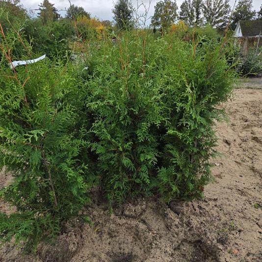 Thuja occ. 'Brabant' Kluit 125/150cm.