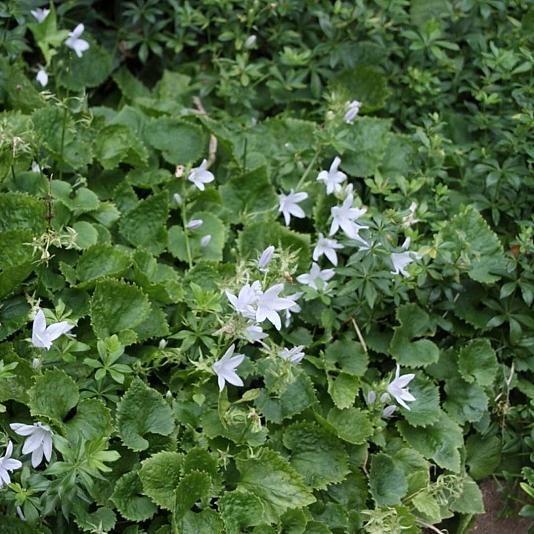 Campanula posch. 'E.H. Frost' Pot 9cm.