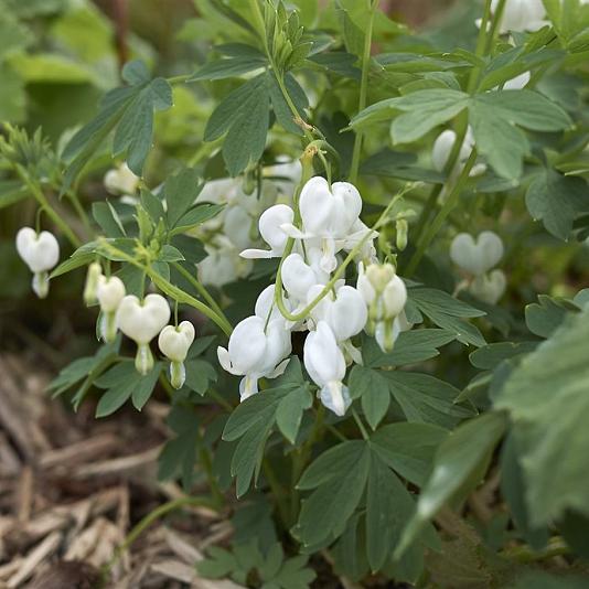 Dicentra spectabilis 'Alba' Pot 9cm.
