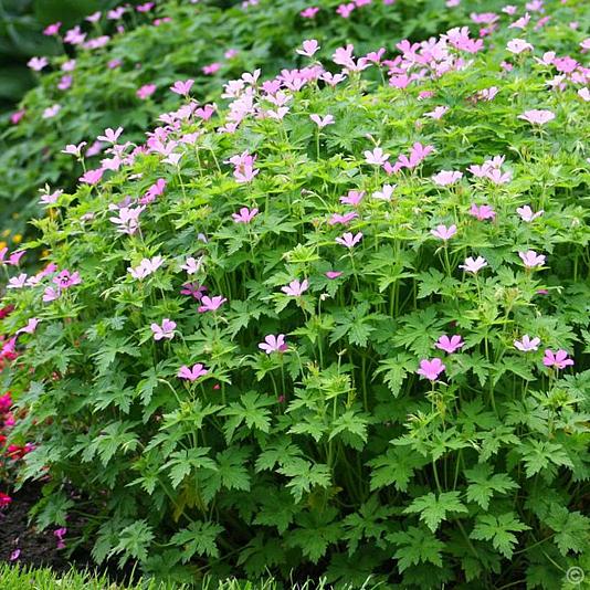 Geranium endressii 'Wargrave Pink' Pot 9cm.
