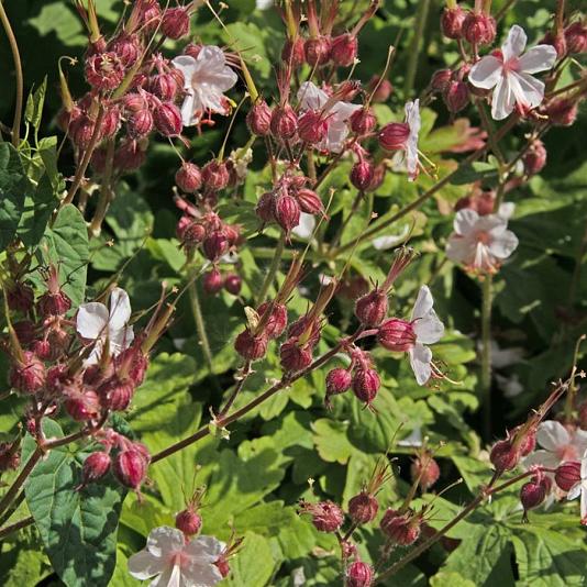 Geranium macr. 'Spessart' Pot 9cm.