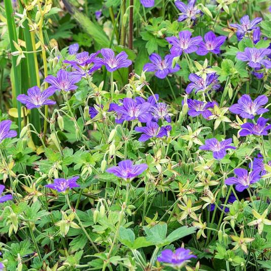 Geranium wlassovianum Pot 9cm.