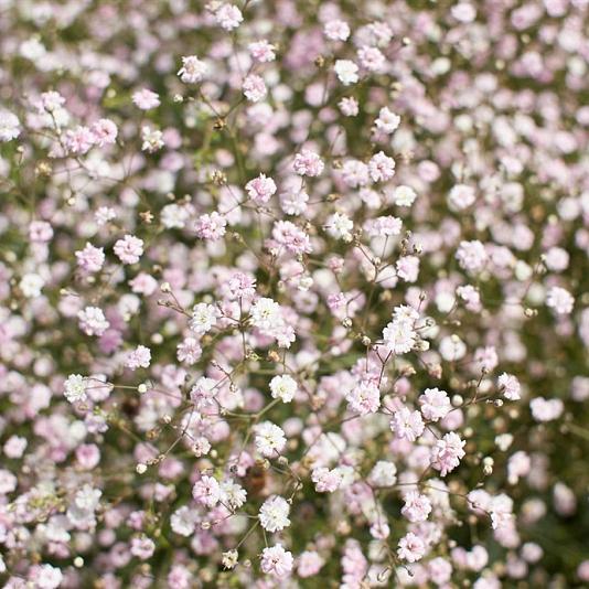 Gypsophila 'Rosenschleier' Pot 9cm.