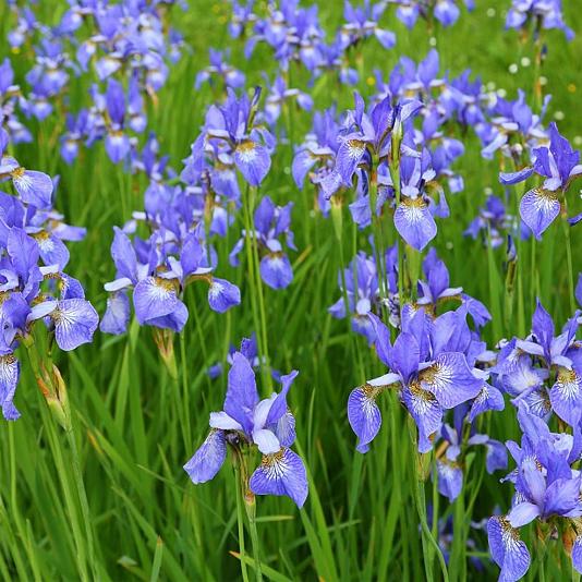 Iris sibirica Pot 9cm.