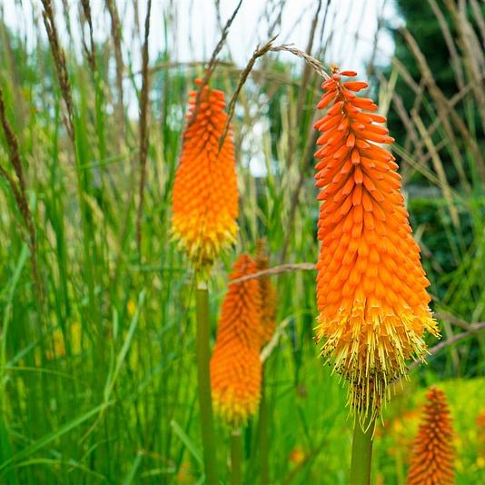 Kniphofia 'Alcazar' Pot 9cm.
