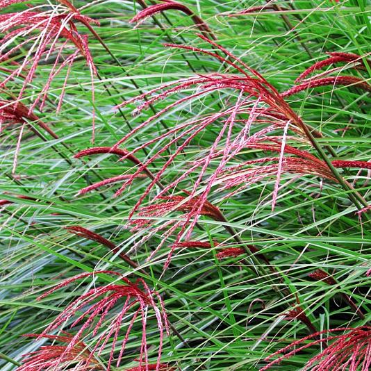 Miscanthus sin. 'Red Chief' Pot 9cm.