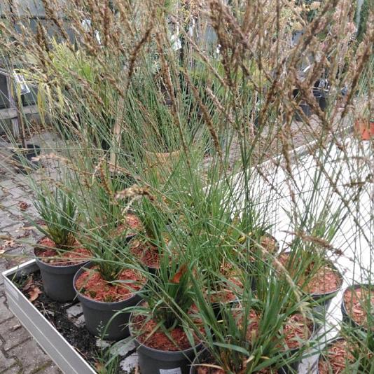 Molinia caerulea 'Heidebraut' Pot 9cm.