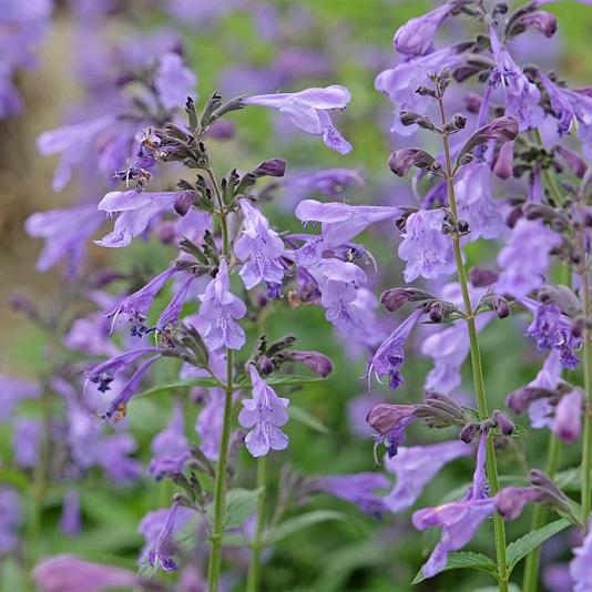 Nepeta sibirica Pot 9cm.