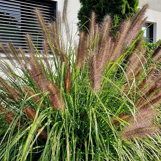 Pennisetum alopecuroides Pot 9cm.