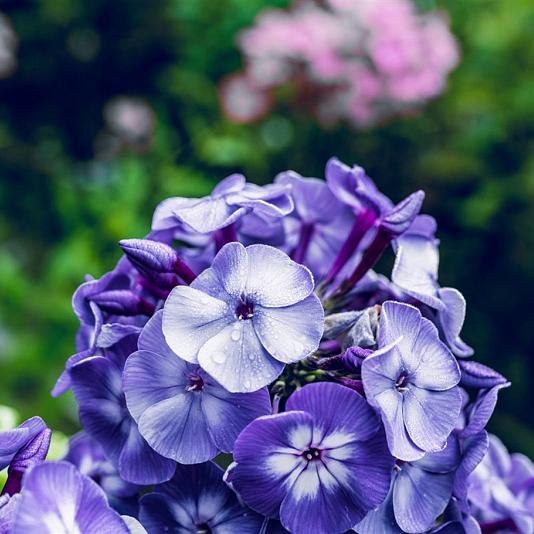 Phlox (P) 'Blue Paradise' Pot 9cm.