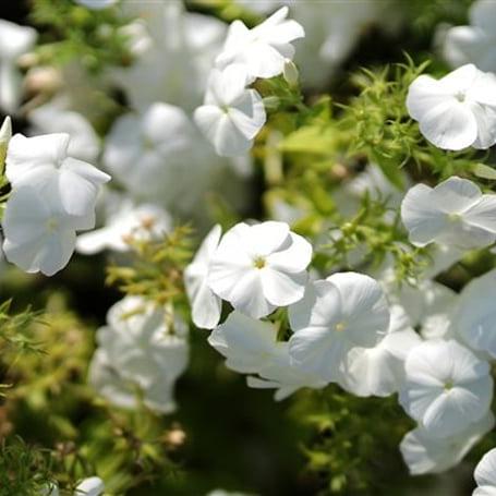 Phlox (S) 'Maischnee' Pot 9cm.