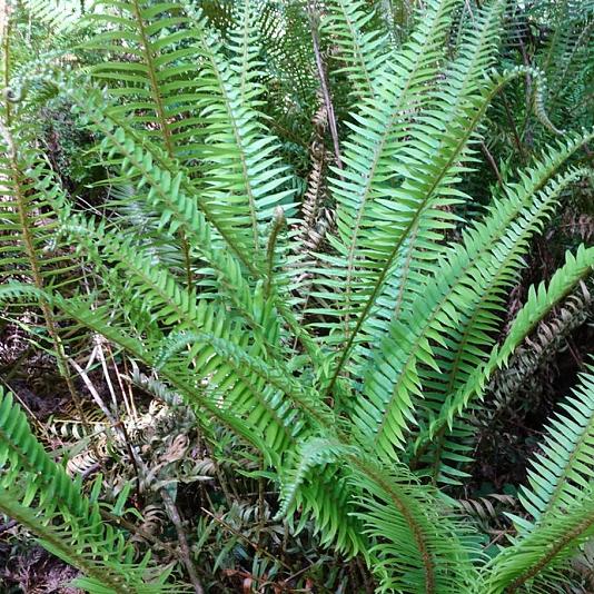 Polystichum munitum Container 2lt.