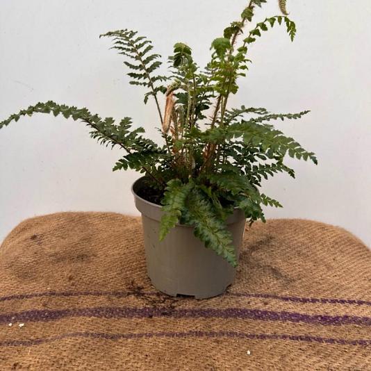 Polystichum polyblepharum Container 2lt.