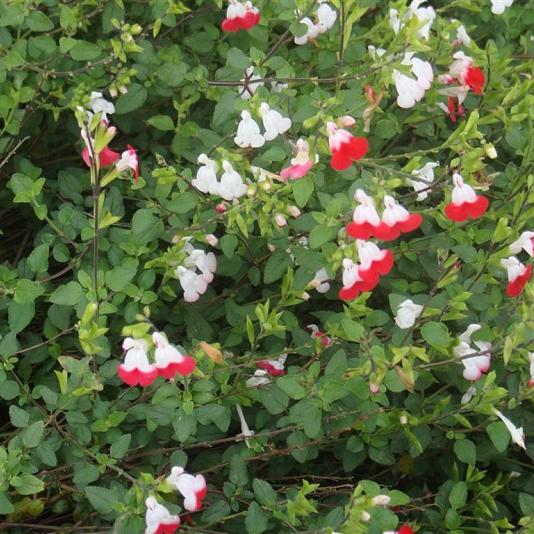 Salvia micr. 'Hot Lips' Pot 9cm.