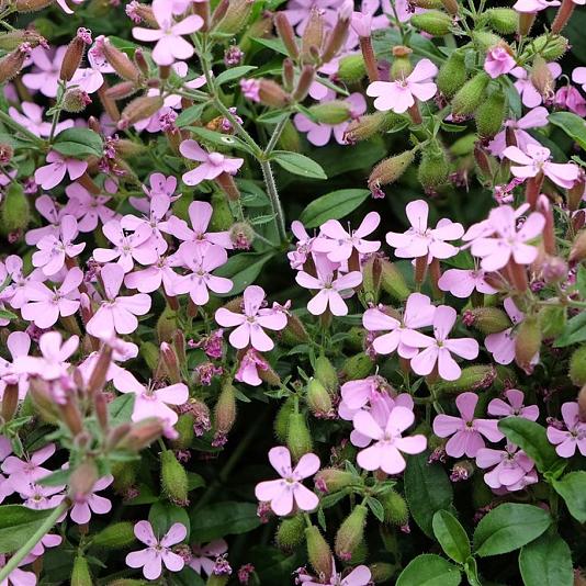 Saponaria ocymoides Pot 9cm.