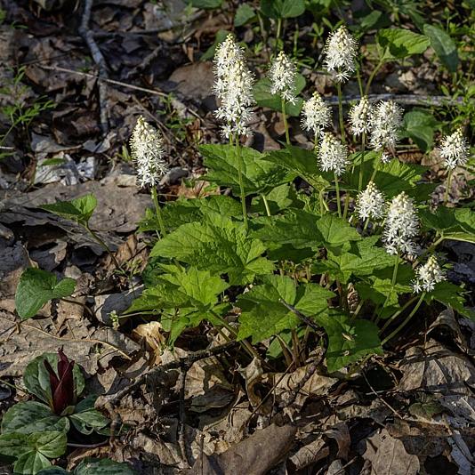Tiarella cordifolia Pot 9cm.