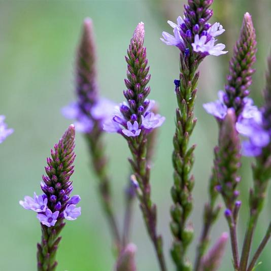 Verbena hastata Pot 9cm.