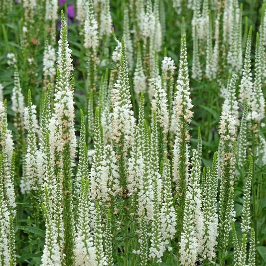 Veronica longif. 'Alba' Pot 9cm.